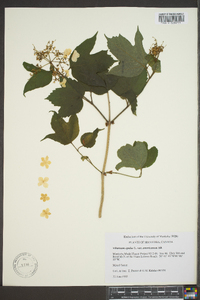 Viburnum trilobum image