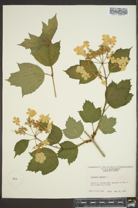 Viburnum opulus image