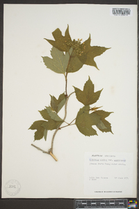 Viburnum trilobum image