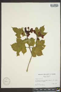 Viburnum opulus image