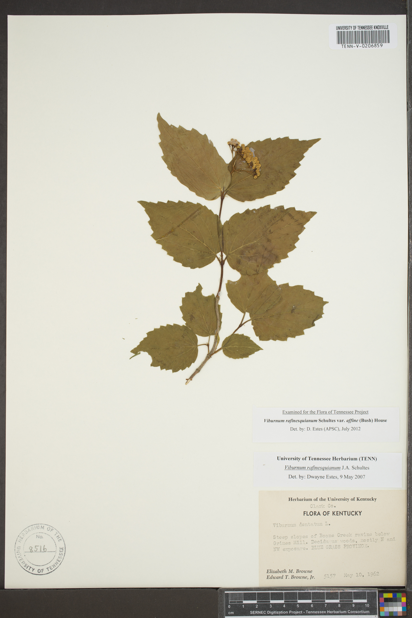 Viburnum rafinesqueanum var. affine image