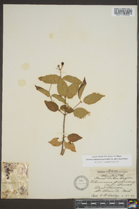 Viburnum rafinesqueanum var. affine image