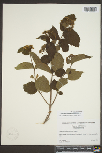 Viburnum rafinesqueanum image