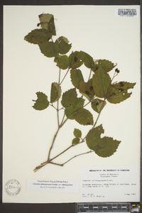 Viburnum rafinesqueanum var. rafinesqueanum image