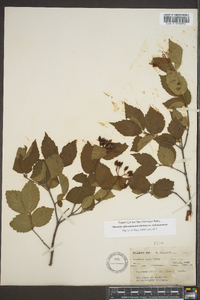 Viburnum rafinesqueanum var. rafinesqueanum image