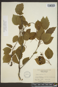 Viburnum dentatum var. lucidum image