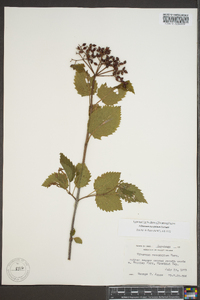 Viburnum dentatum var. lucidum image