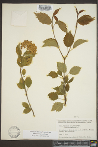 Viburnum dentatum var. lucidum image