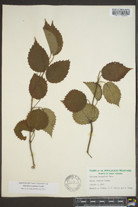 Viburnum dentatum var. lucidum image