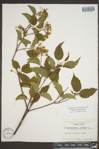 Viburnum dentatum var. lucidum image
