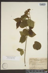 Viburnum dentatum var. lucidum image