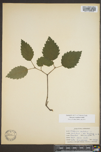 Viburnum dentatum var. lucidum image