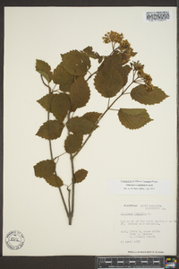 Viburnum dentatum var. lucidum image