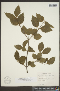 Viburnum dentatum var. dentatum image