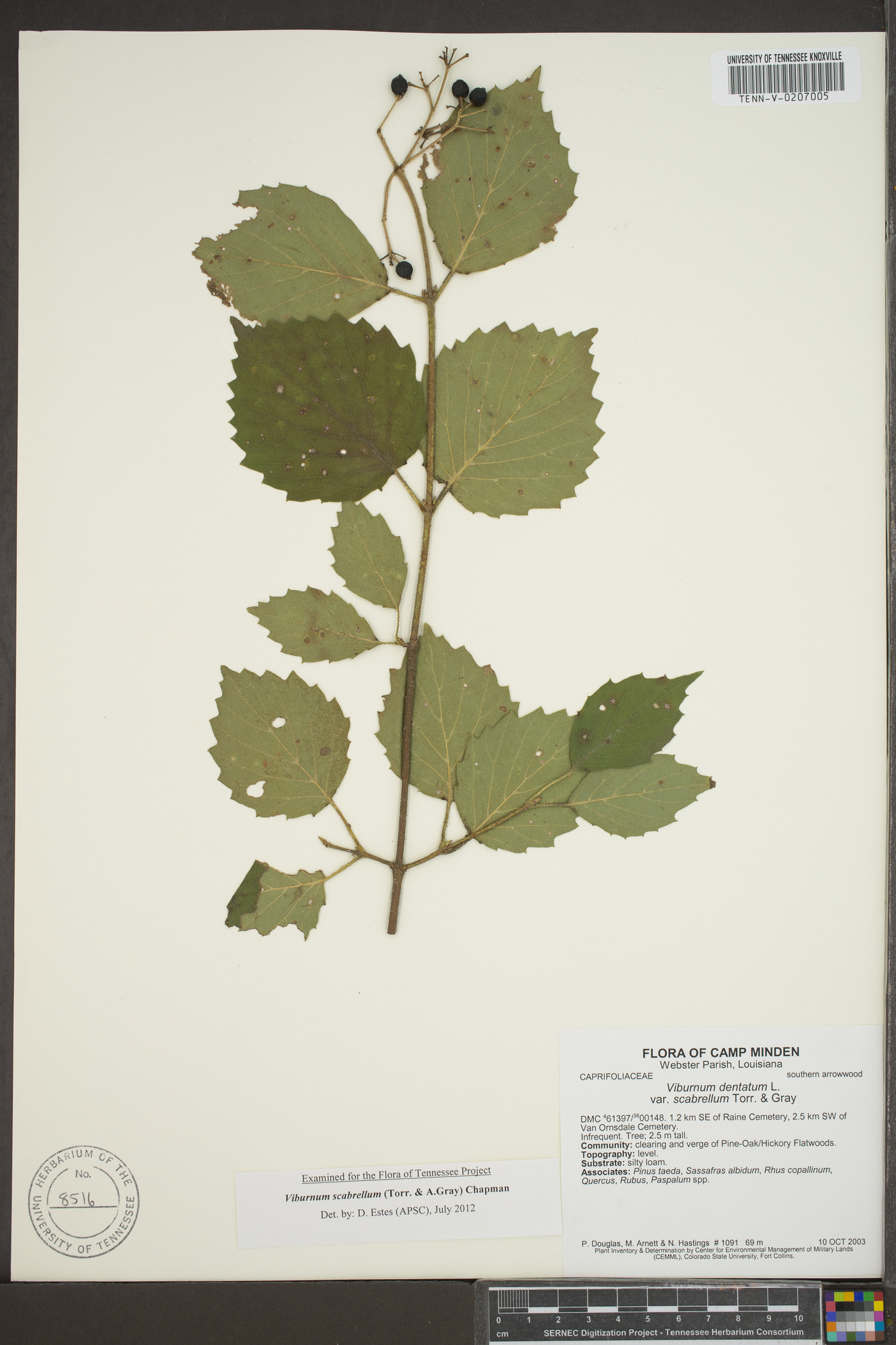 Viburnum dentatum var. dentatum image
