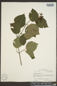 Viburnum dentatum var. dentatum image