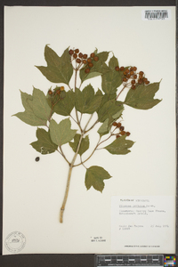 Viburnum trilobum image