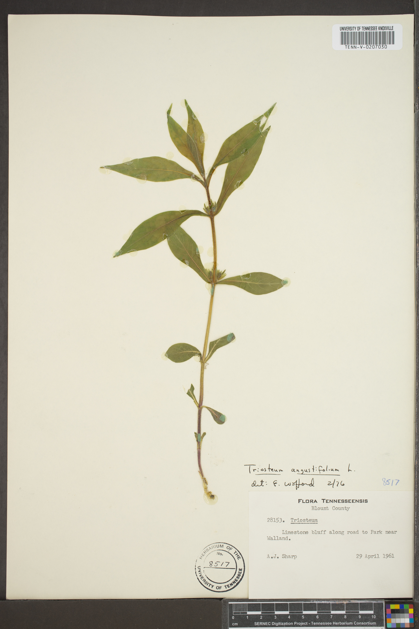 Triosteum angustifolium image