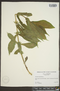 Triosteum angustifolium image