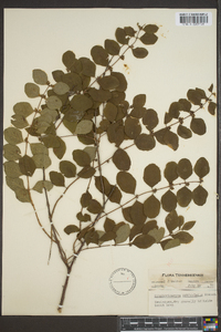 Symphoricarpos orbiculatus image