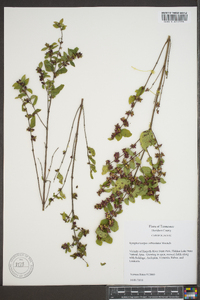 Symphoricarpos orbiculatus image