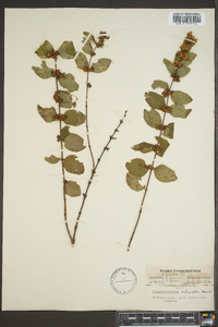 Symphoricarpos orbiculatus image