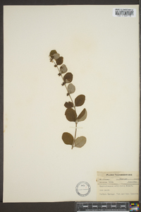 Symphoricarpos orbiculatus image