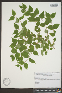 Symphoricarpos orbiculatus image