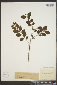 Symphoricarpos orbiculatus image