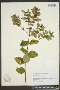 Symphoricarpos orbiculatus image