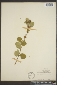 Symphoricarpos orbiculatus image