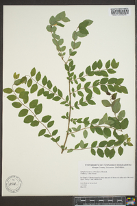 Symphoricarpos orbiculatus image