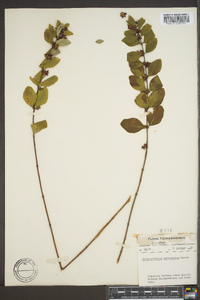 Symphoricarpos orbiculatus image