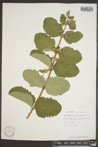 Symphoricarpos occidentalis image