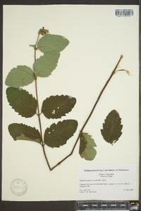 Symphoricarpos occidentalis image