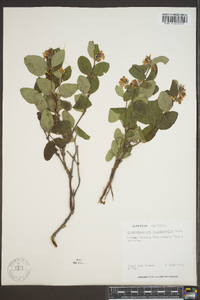 Symphoricarpos occidentalis image