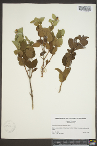 Symphoricarpos occidentalis image