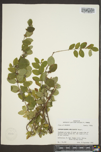 Symphoricarpos orbiculatus image