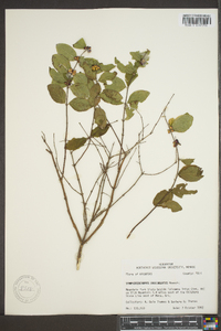 Symphoricarpos orbiculatus image