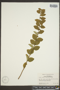 Symphoricarpos orbiculatus image