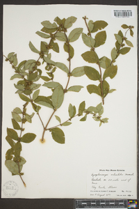 Symphoricarpos orbiculatus image