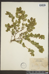 Symphoricarpos orbiculatus image