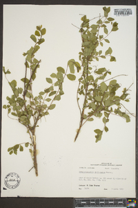 Symphoricarpos orbiculatus image