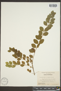 Symphoricarpos orbiculatus image