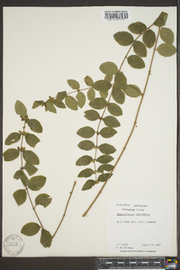 Symphoricarpos orbiculatus image