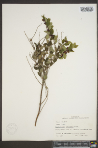 Symphoricarpos orbiculatus image