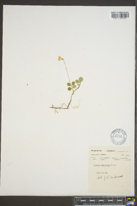 Linnaea borealis subsp. americana image