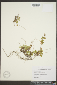 Linnaea borealis image