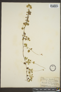 Linnaea borealis subsp. americana image