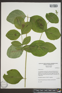 Lonicera dioica image